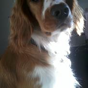 Blanding af racer Robin<33