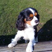 Cavalier king charles spaniel Birkedals Charlie <3 *SOULMATE*