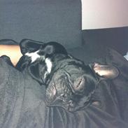 Fransk bulldog Tjekko