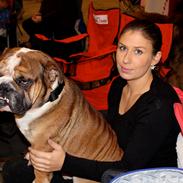 Engelsk bulldog Glory Hunter Kinibox aka Jørgen Jensen