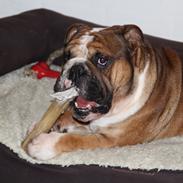 Engelsk bulldog Glory Hunter Kinibox aka Jørgen Jensen