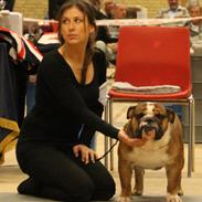 Engelsk bulldog Glory Hunter Kinibox aka Jørgen Jensen