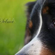Berner sennenhund Selma