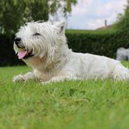 West highland white terrier Molly