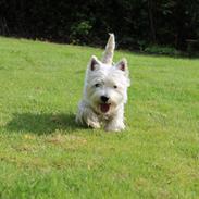 West highland white terrier Molly