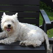 West highland white terrier Molly