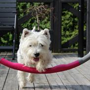 West highland white terrier Molly
