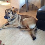 Blanding af racer Zita