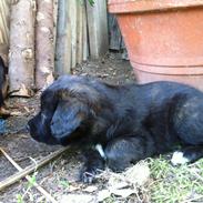 Blanding af racer Mark Twain