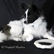 Papillon Lykkedalen's Lucas (Duke)
