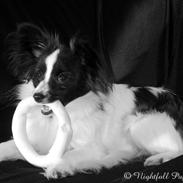Papillon Lykkedalen's Lucas (Duke)