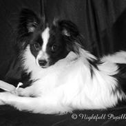 Papillon Lykkedalen's Lucas (Duke)