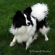 Papillon Lykkedalen's Lucas (Duke)