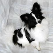 Papillon Lykkedalen's Lucas (Duke)