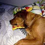 Blanding af racer Diesel