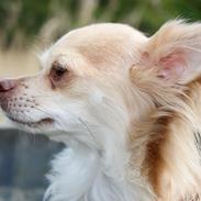 Chihuahua Cody