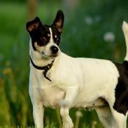 Dansk svensk gaardhund Freja