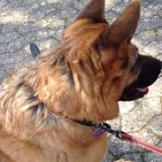 Schæferhund Alma