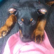 Blanding af racer Diego Diablo