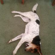 Dansk svensk gaardhund Kvik