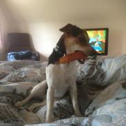 Dansk svensk gaardhund Kvik