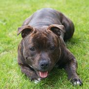 Staffordshire bull terrier Luffe - Hvalpely's Gangnam Style Forever