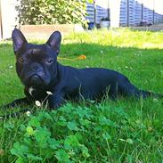 Fransk bulldog Tjekko