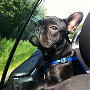 Fransk bulldog Tjekko