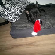 Fransk bulldog Tjekko