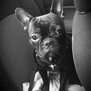 Fransk bulldog Tjekko