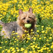 Australsk terrier Luka Min engel