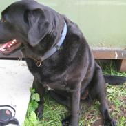 Labrador retriever sorte