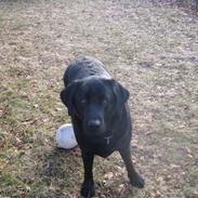 Labrador retriever sorte