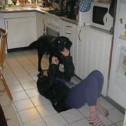 Labrador retriever sorte