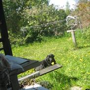 Labrador retriever sorte