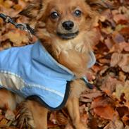 Blanding af racer Ivan