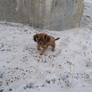 Blanding af racer Ivan