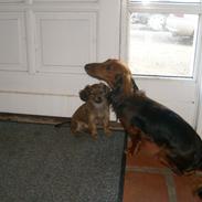 Blanding af racer Ivan