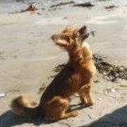 Blanding af racer Ivan