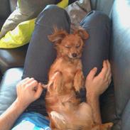 Blanding af racer Ivan