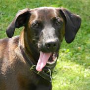 Blanding af racer Goliat