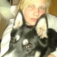 Siberian husky Sinta