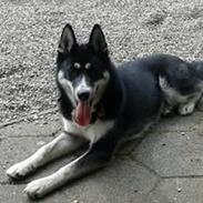 Siberian husky Sinta