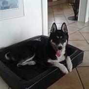 Siberian husky Sinta