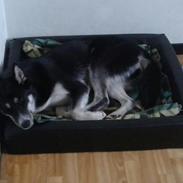 Siberian husky Sinta