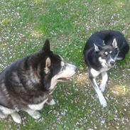 Siberian husky Sinta