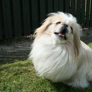 Pekingeser Charlie