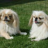 Pekingeser Charlie