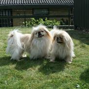 Pekingeser Charlie