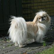 Pekingeser Charlie